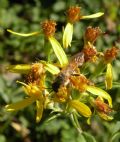 Halictus quadricinctus